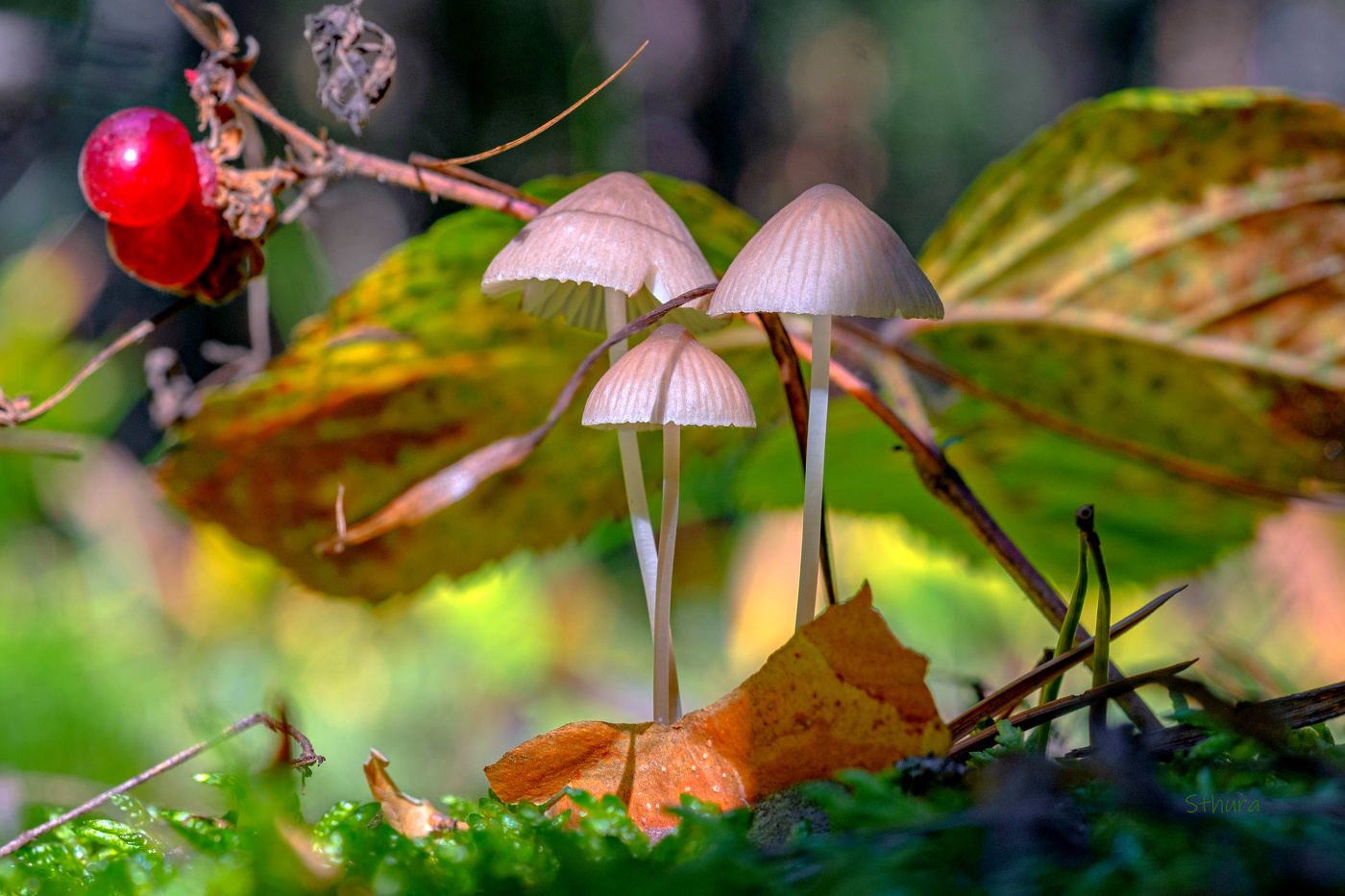 Три девицы.