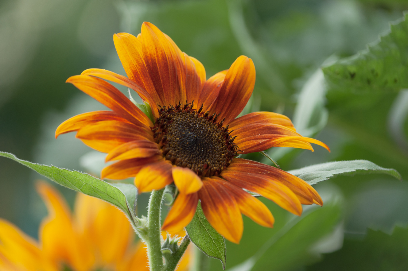 В брызгах солнечного света...
