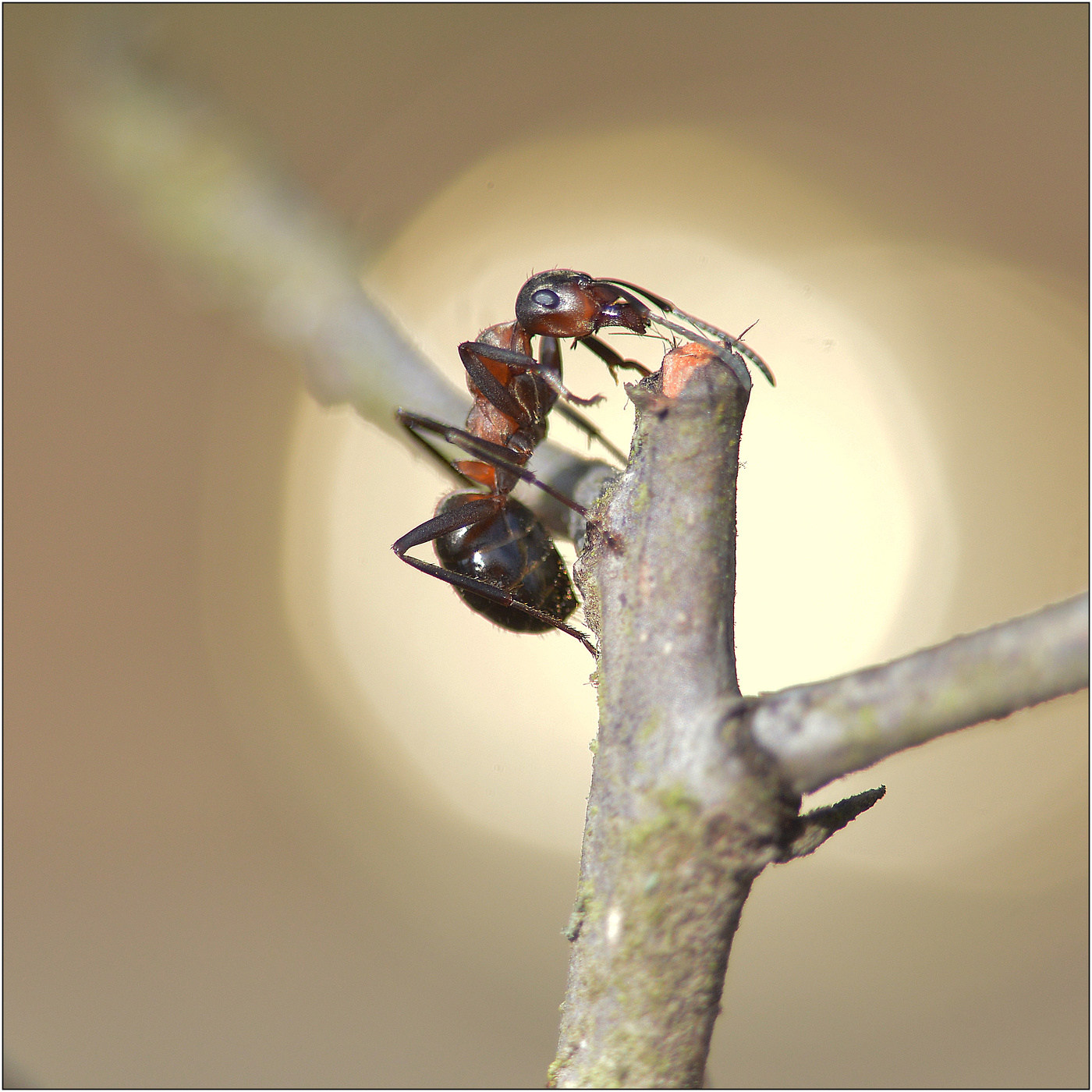 Свет далеких звезд.