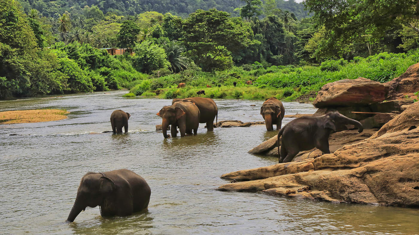 Купание слонов