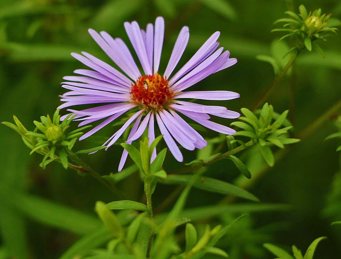 Астра-сентябринка в августе