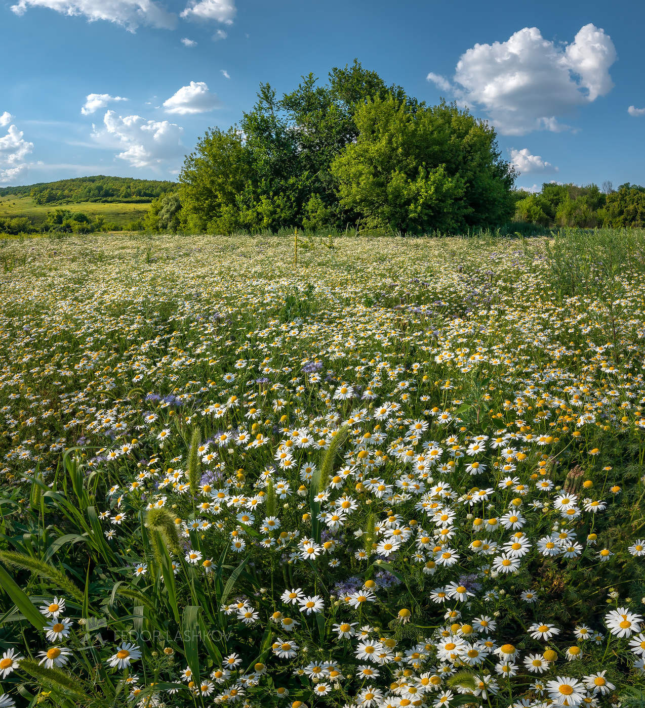 Солнечное лето!