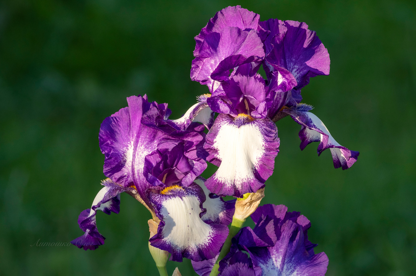 Ирисы.