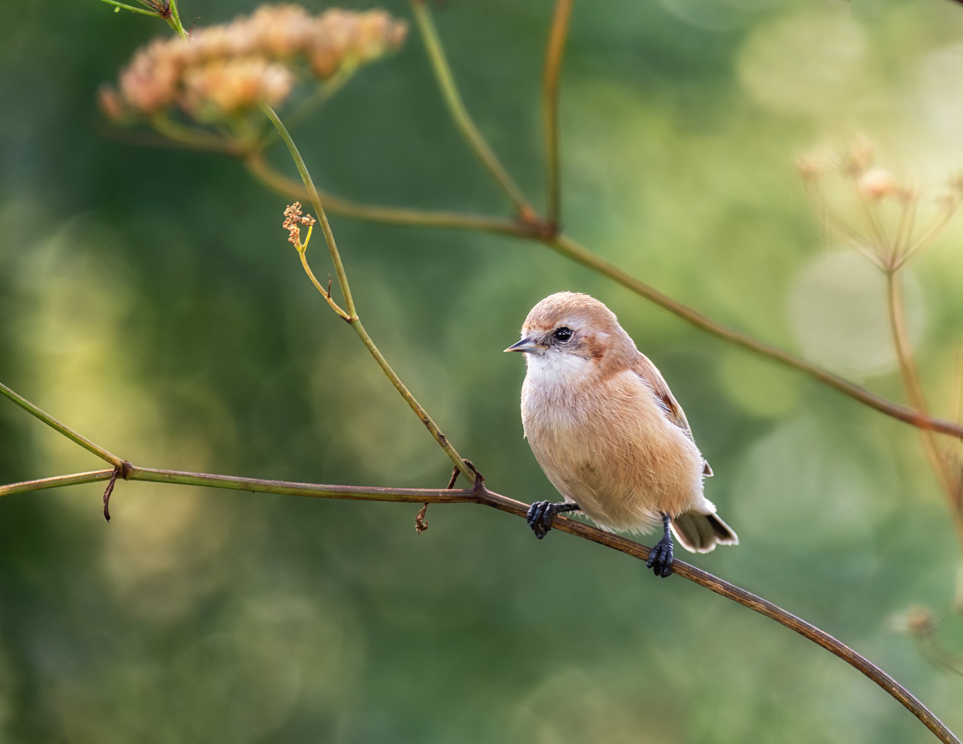Юный ремез.