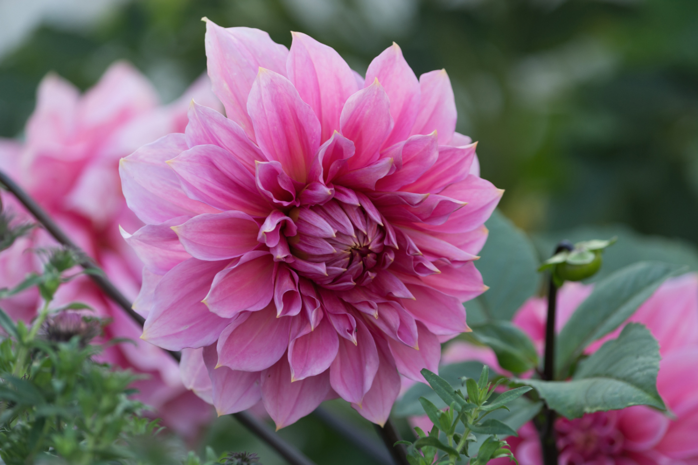 И розовость прекрасных гамм....