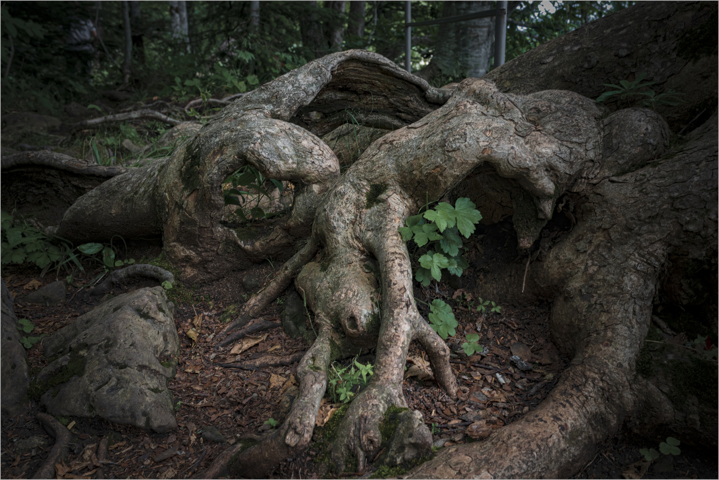 Лесные жители