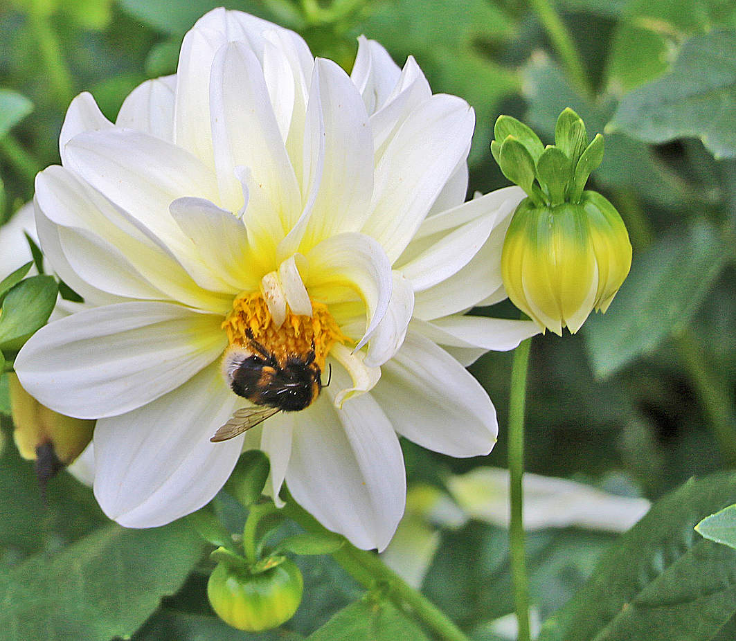 Вкусный георгинчик!
