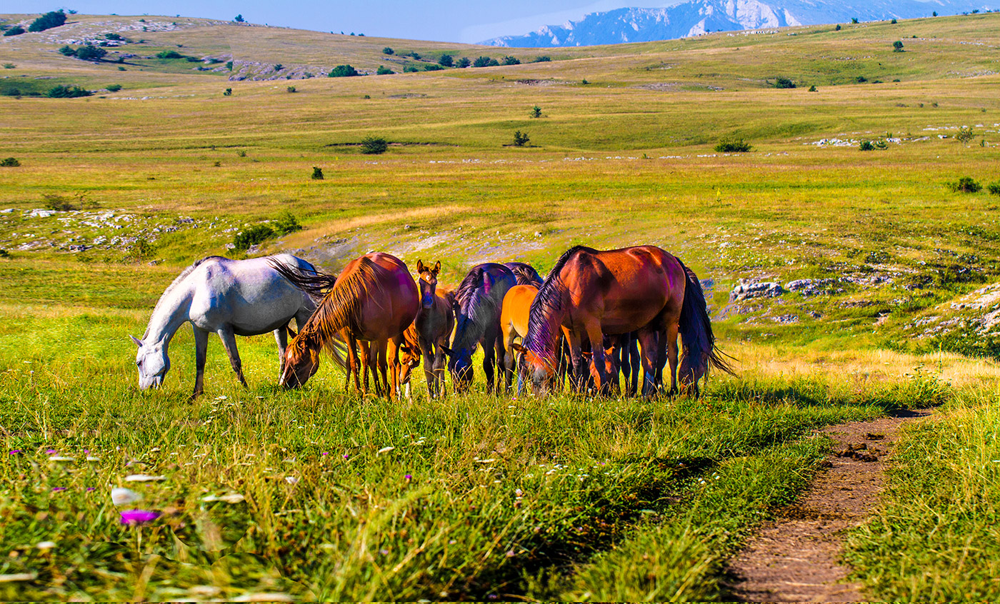 На просторах яйлы