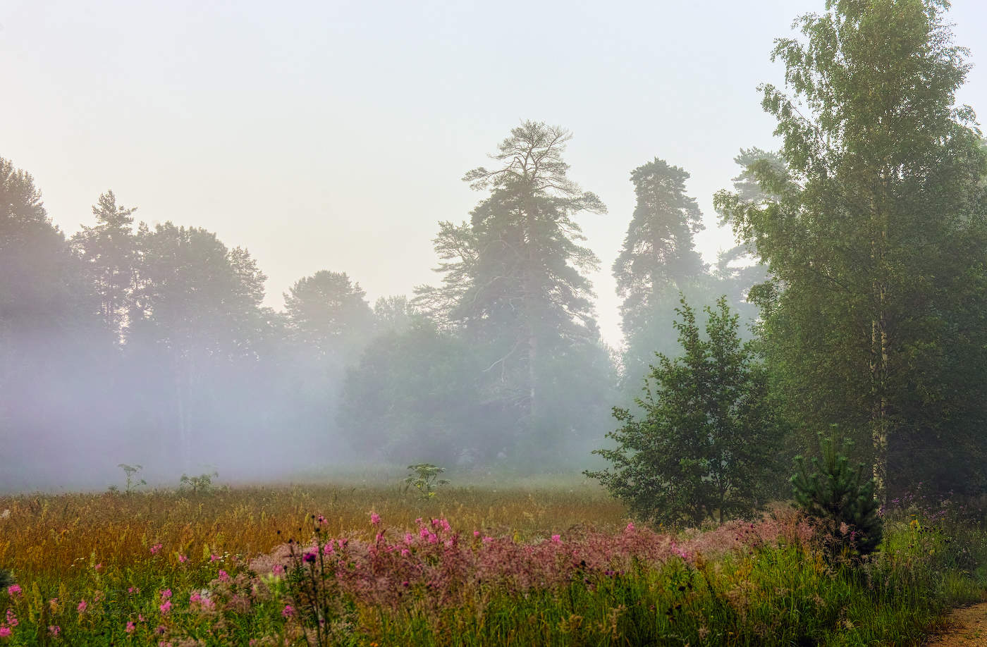 Туманное утро