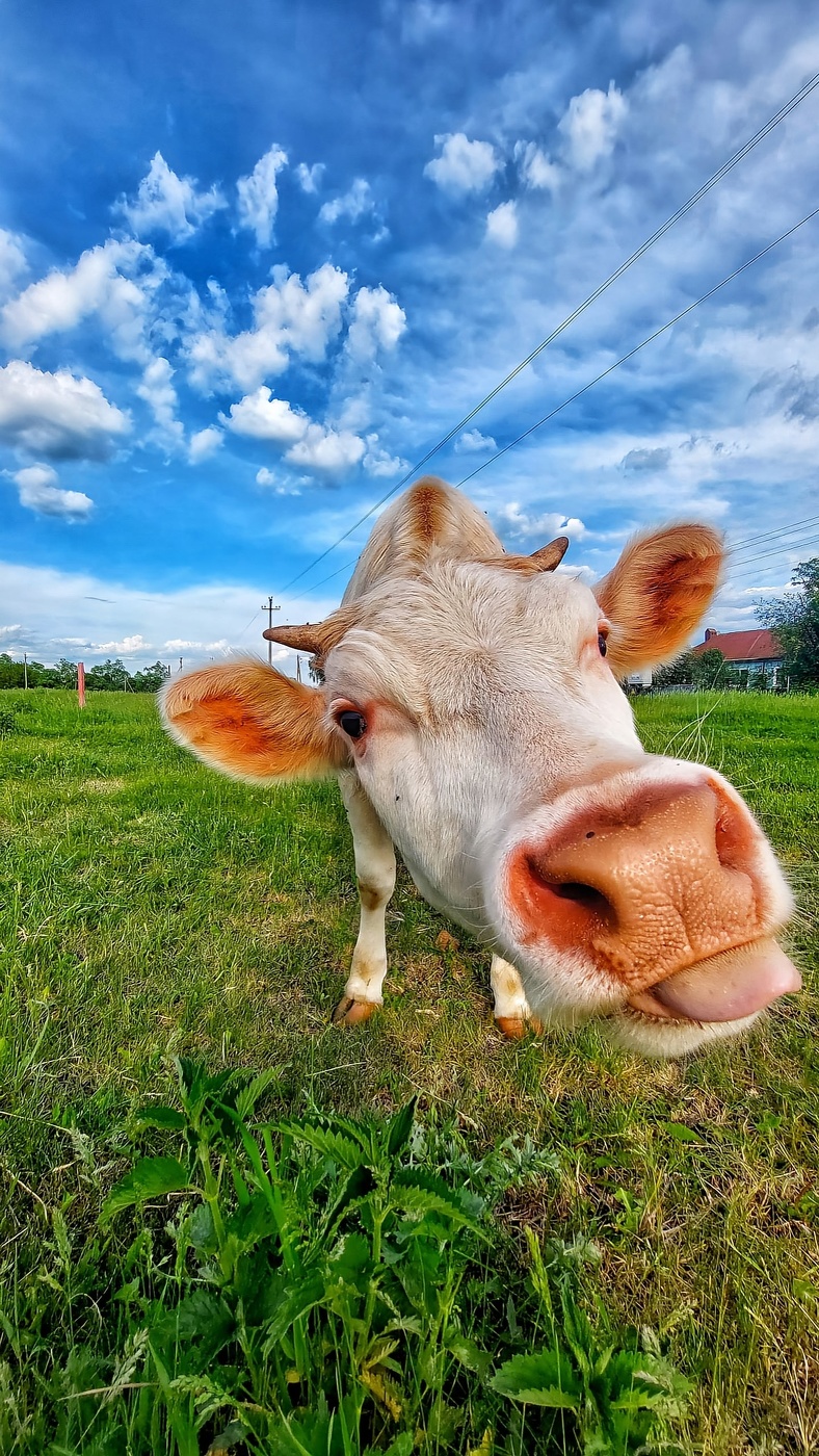 Молодой бычок