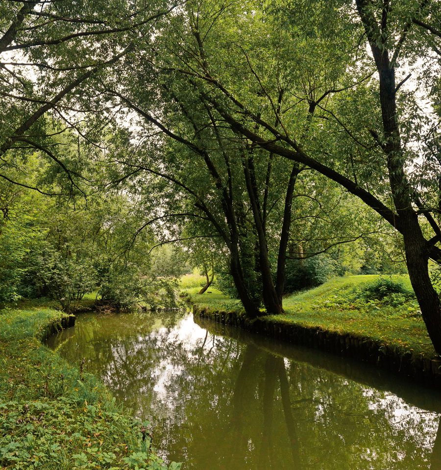 этюд в зелёных тонах