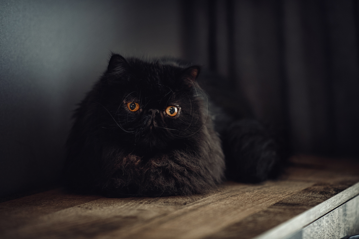 Самый добрый кот)