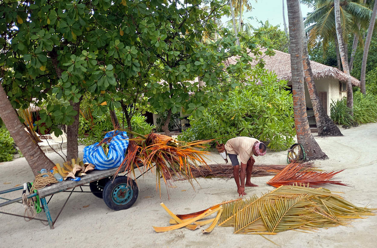 Уборка засохших пальмовых листьев
