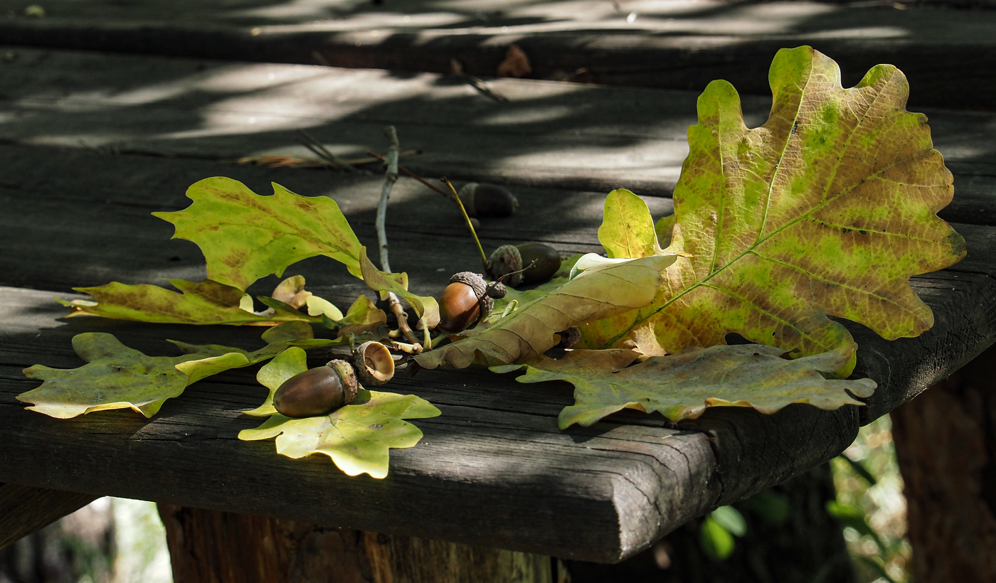 Вот и осень
