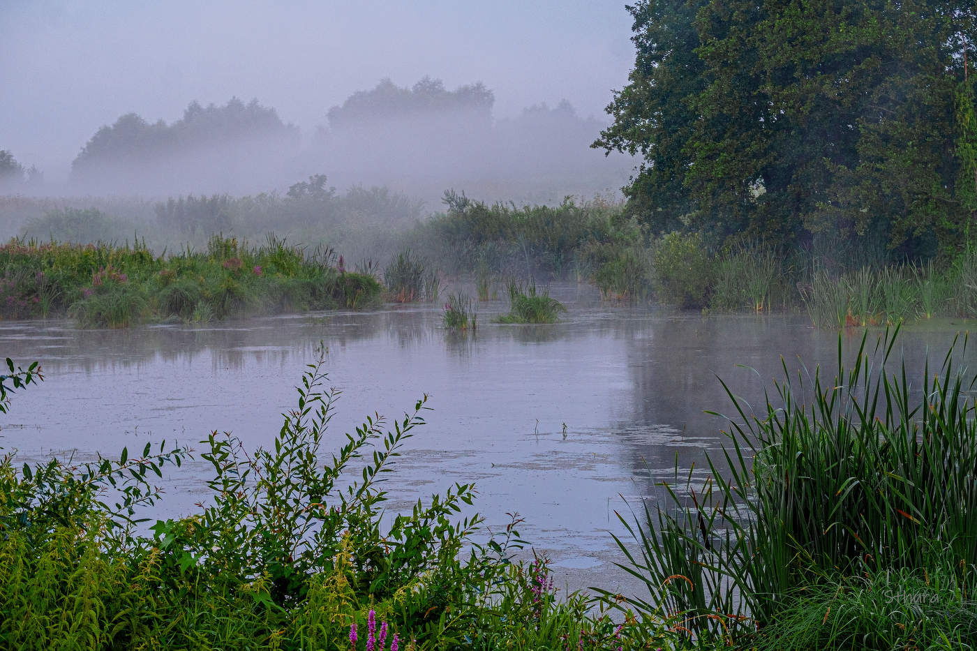 Утренний туман.