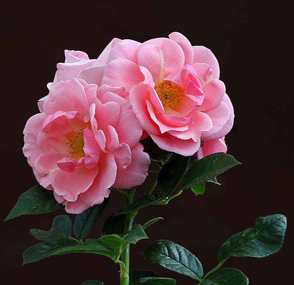 Сентябрьские красотки