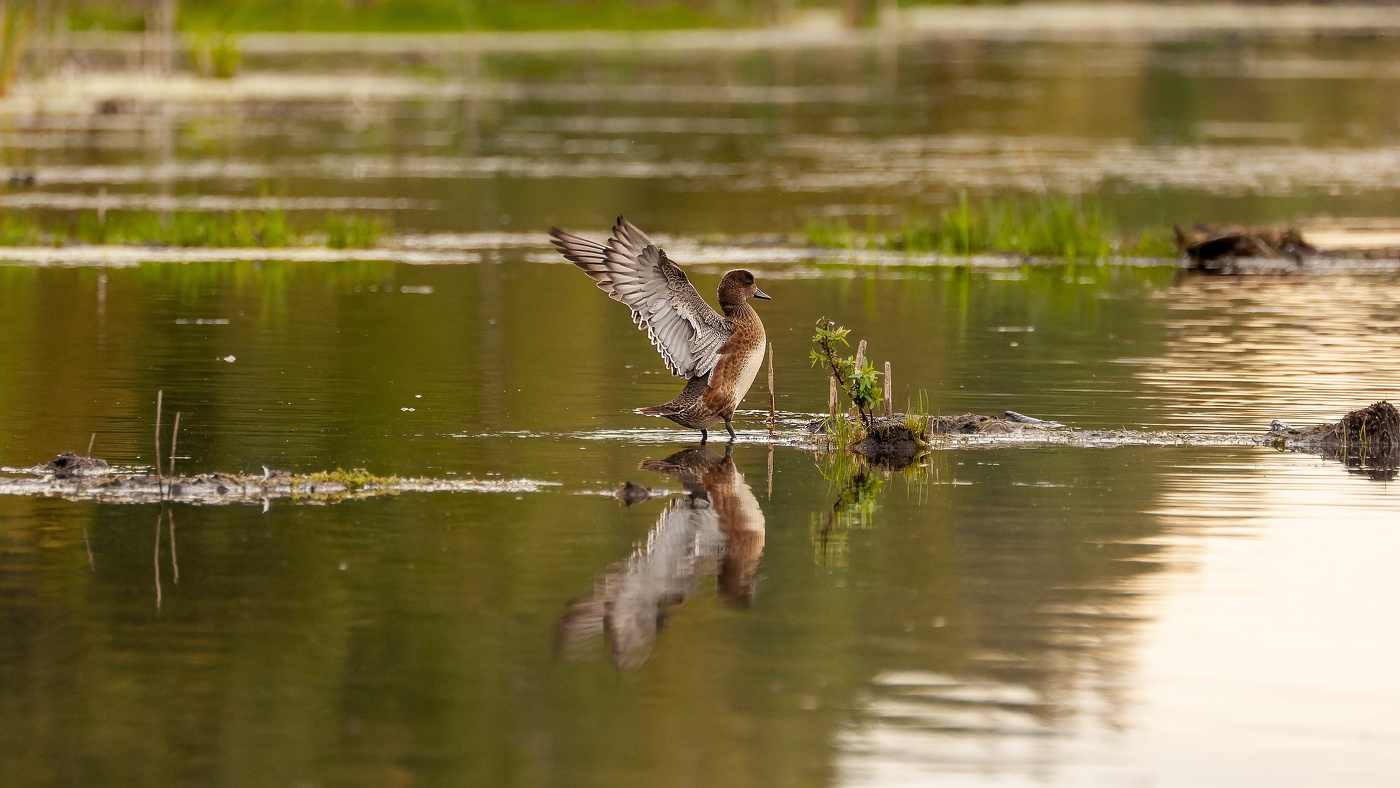 Свиязь (Anas penelope). Птицы Сибири.