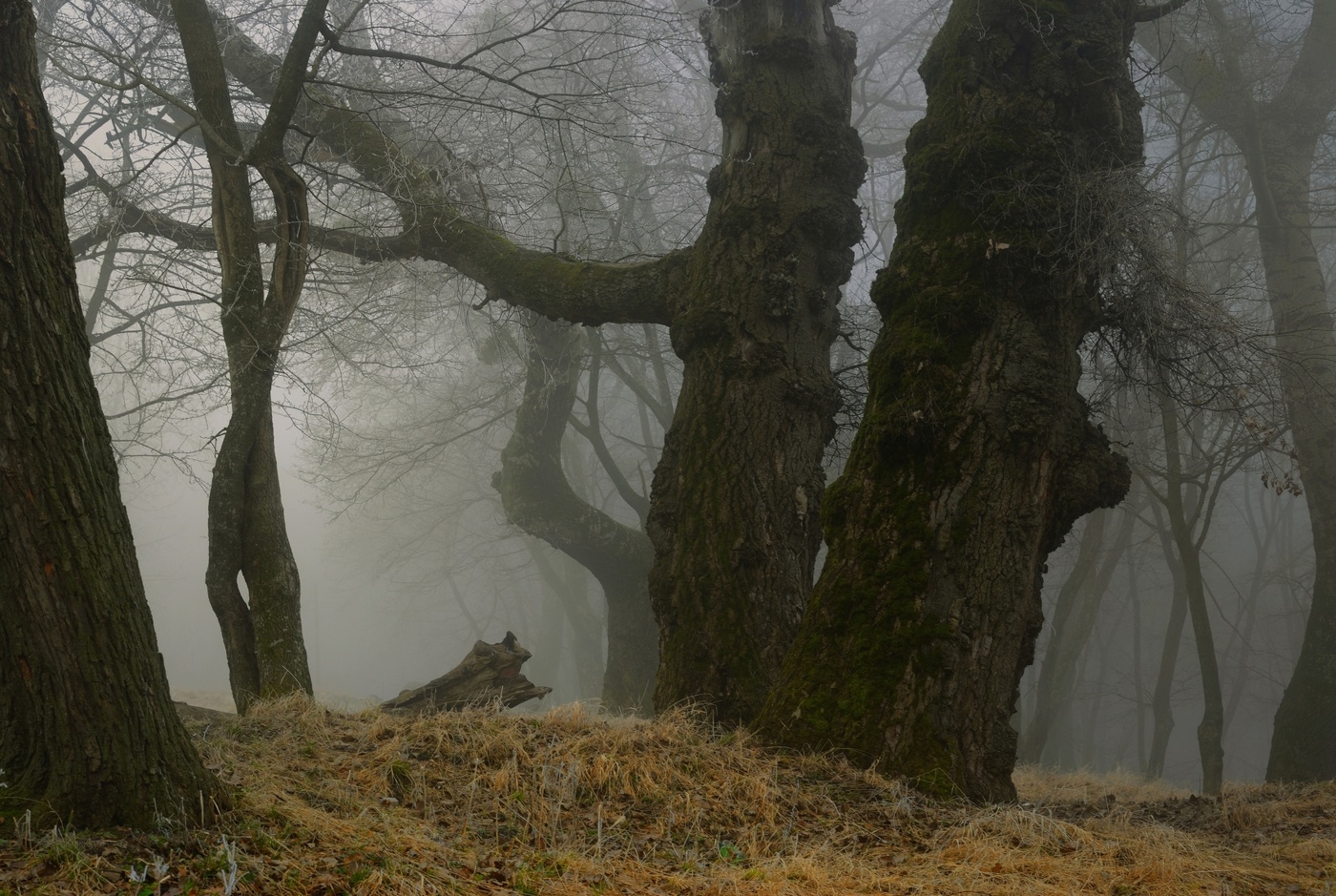 Старые деревья