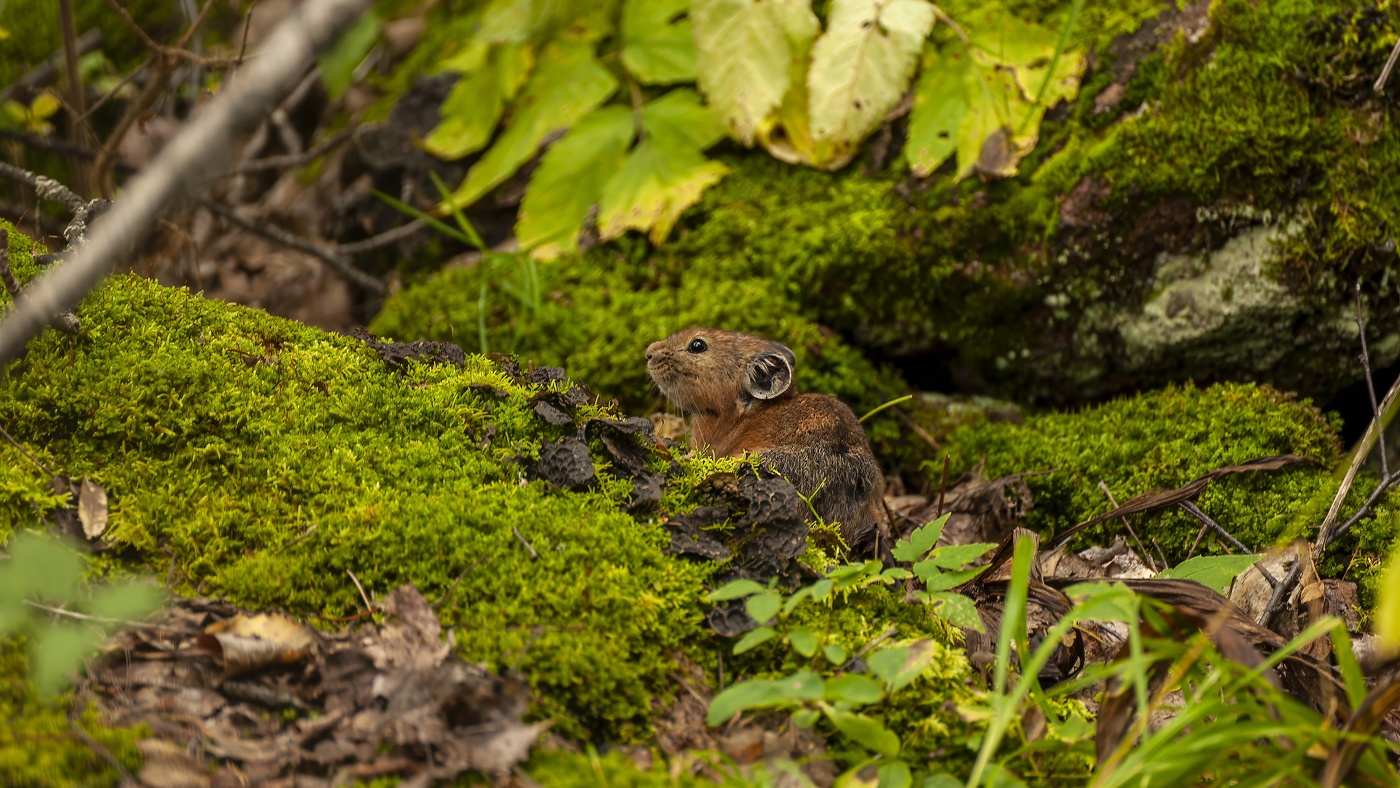 Млекопитающее рода пищух отряда зайцеобразных.