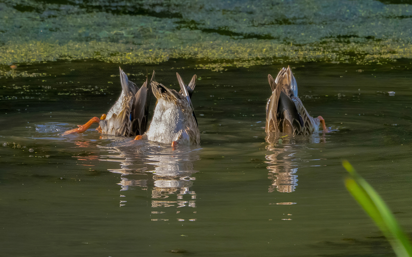 Утиный чемпионат по синхронному )