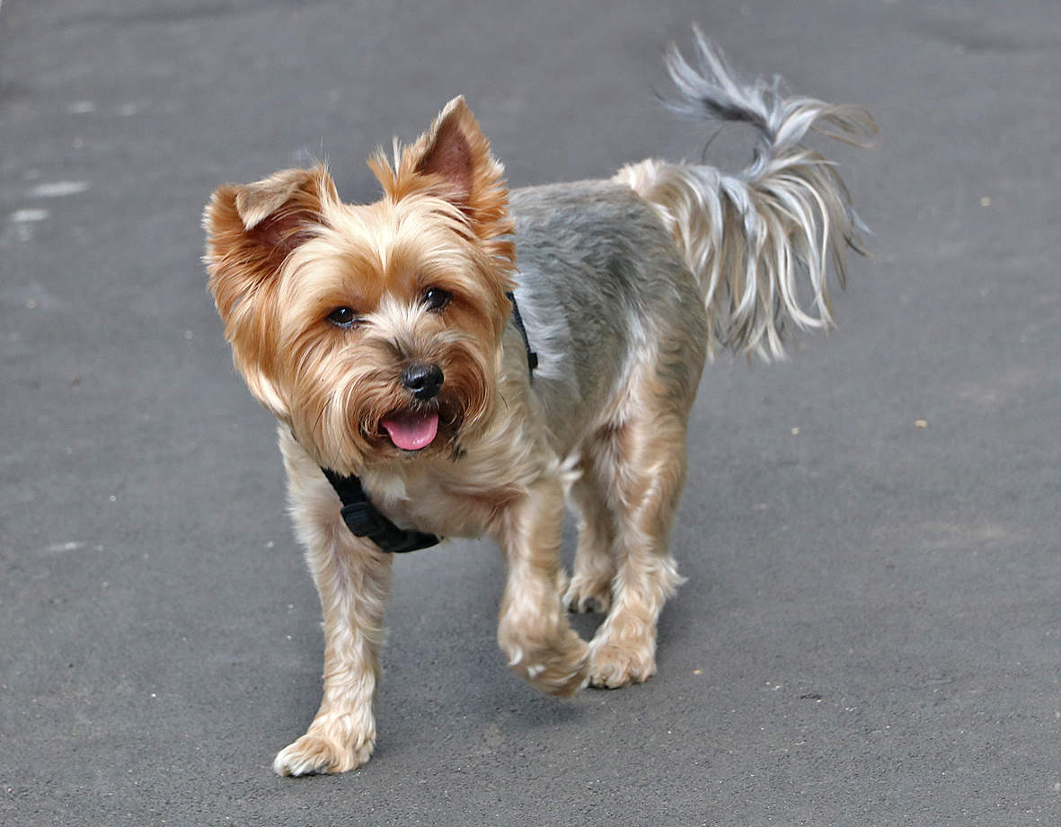 Наше вам с кисточкой!..