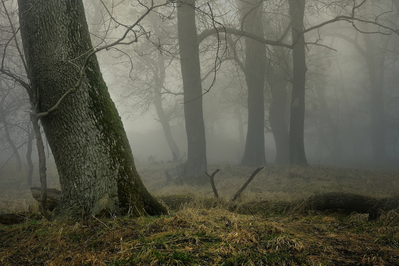 Туманное утро