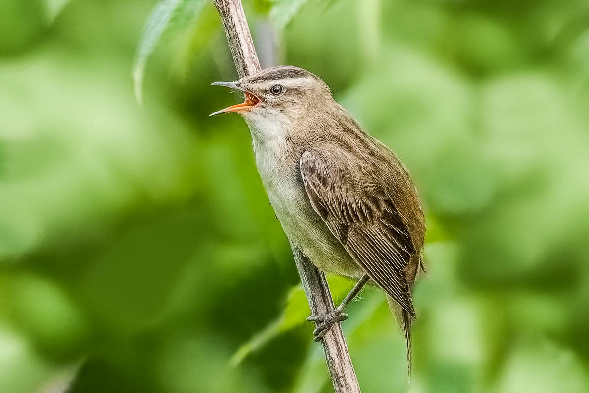 Камышовка барсучок.