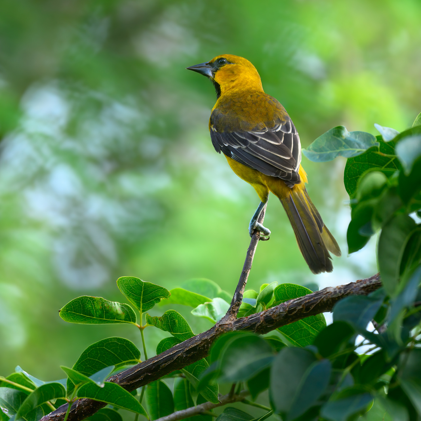 Yellow-tailed Оriole