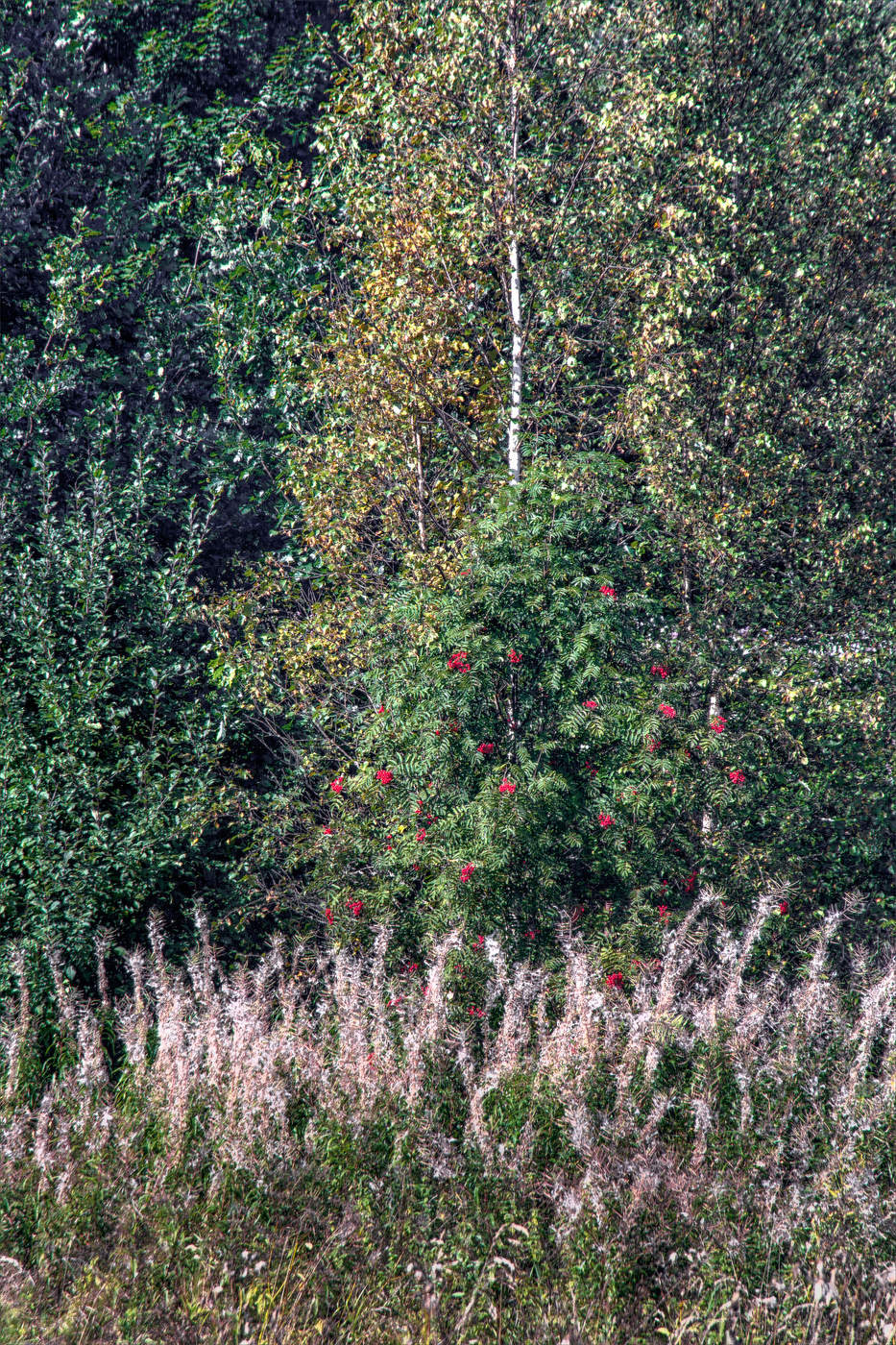 Жизнь вокруг