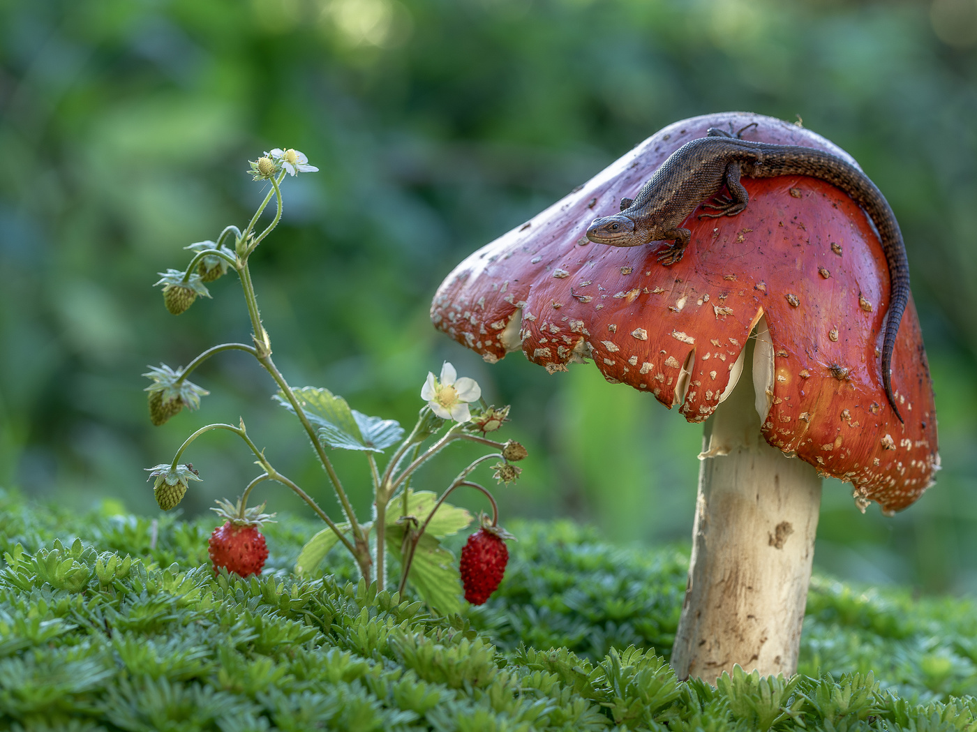 Хозяйка мухоморной горы)