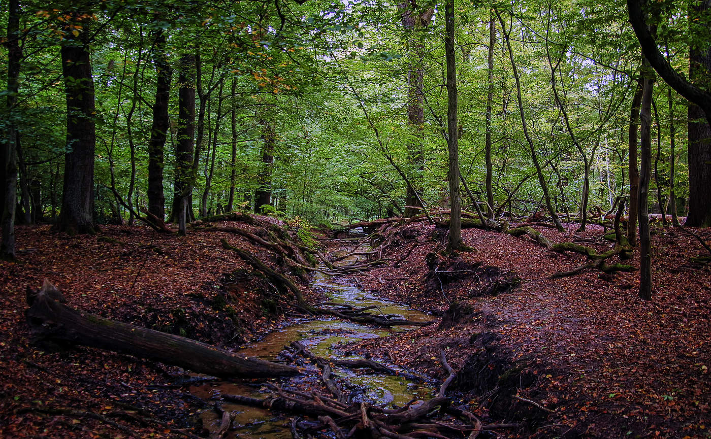 Ручей в лесу