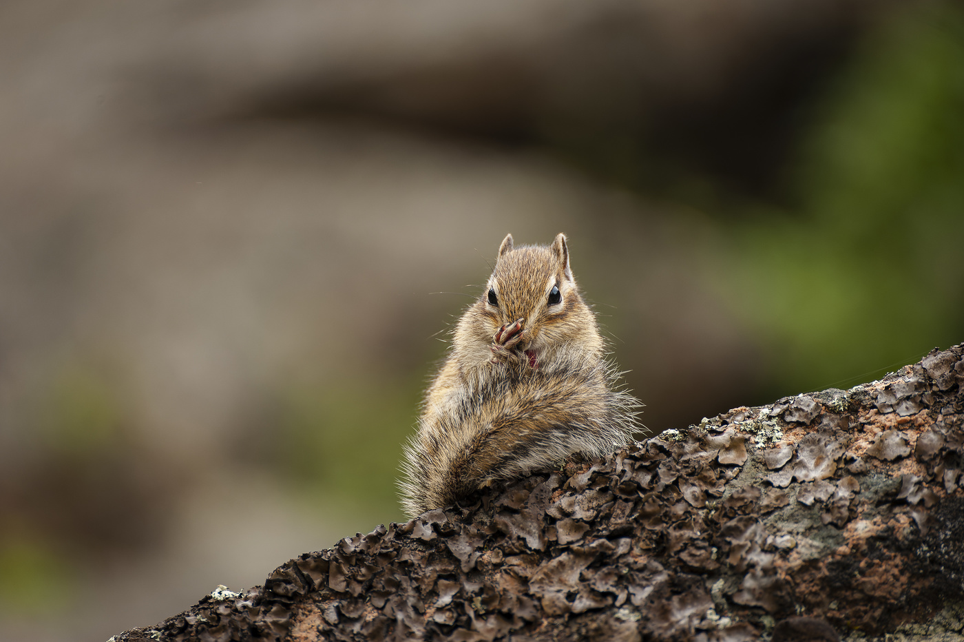 Стеснительный бурундук.