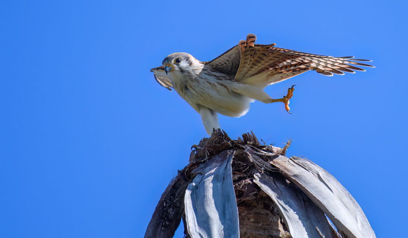 American kestrel (Falco sparverius)