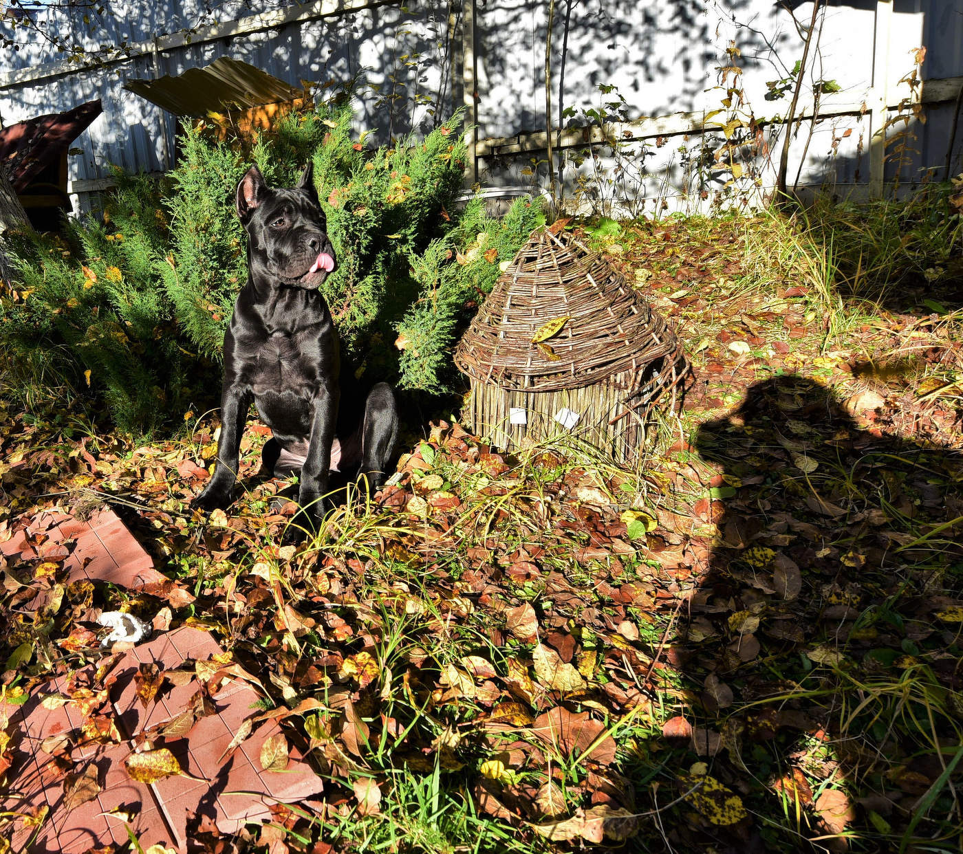 Реакция щенка на команду "Сыррррр" ...