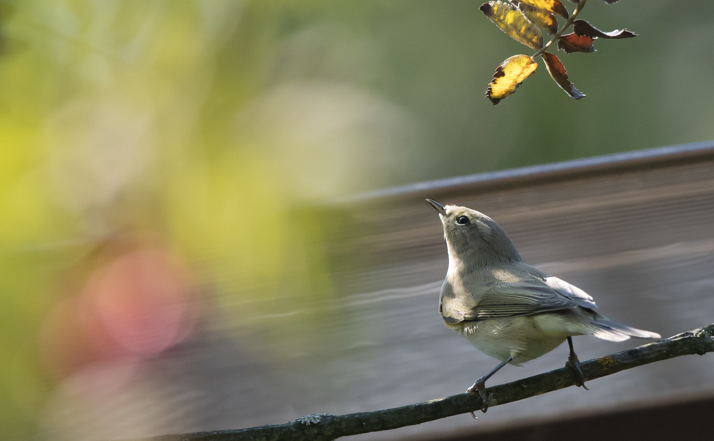 Пеночка-теньковка.