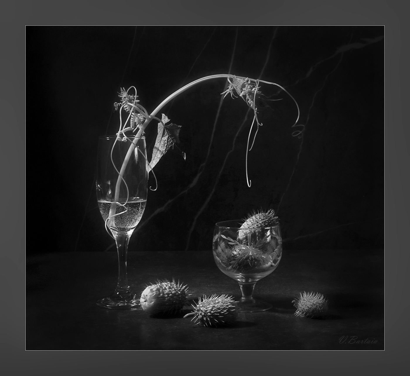 Этюд с эхиноцистисом