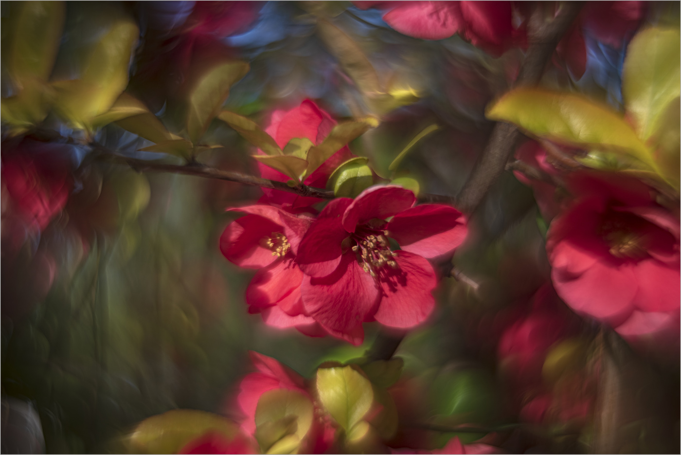 Японская айва