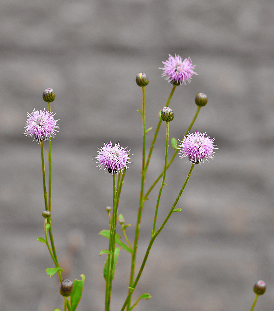 Бодяк полевой