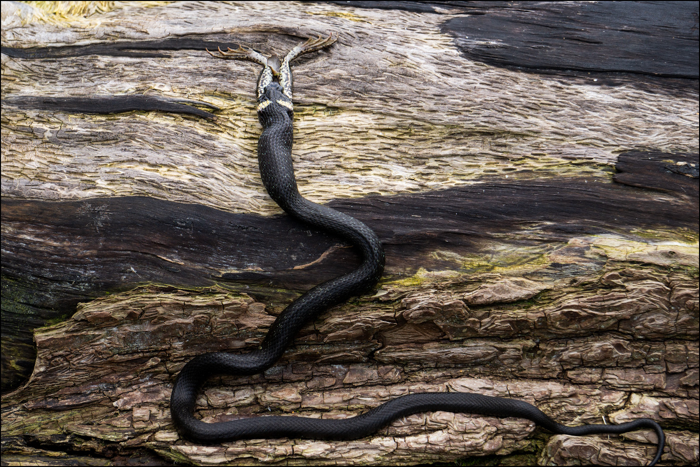 в мире животных