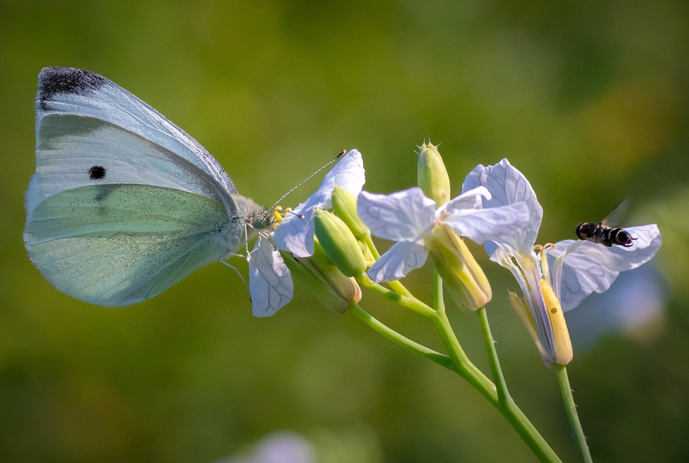 На встречке