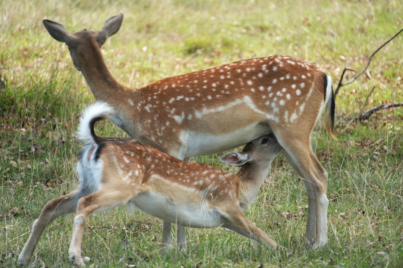 Мамин любимец