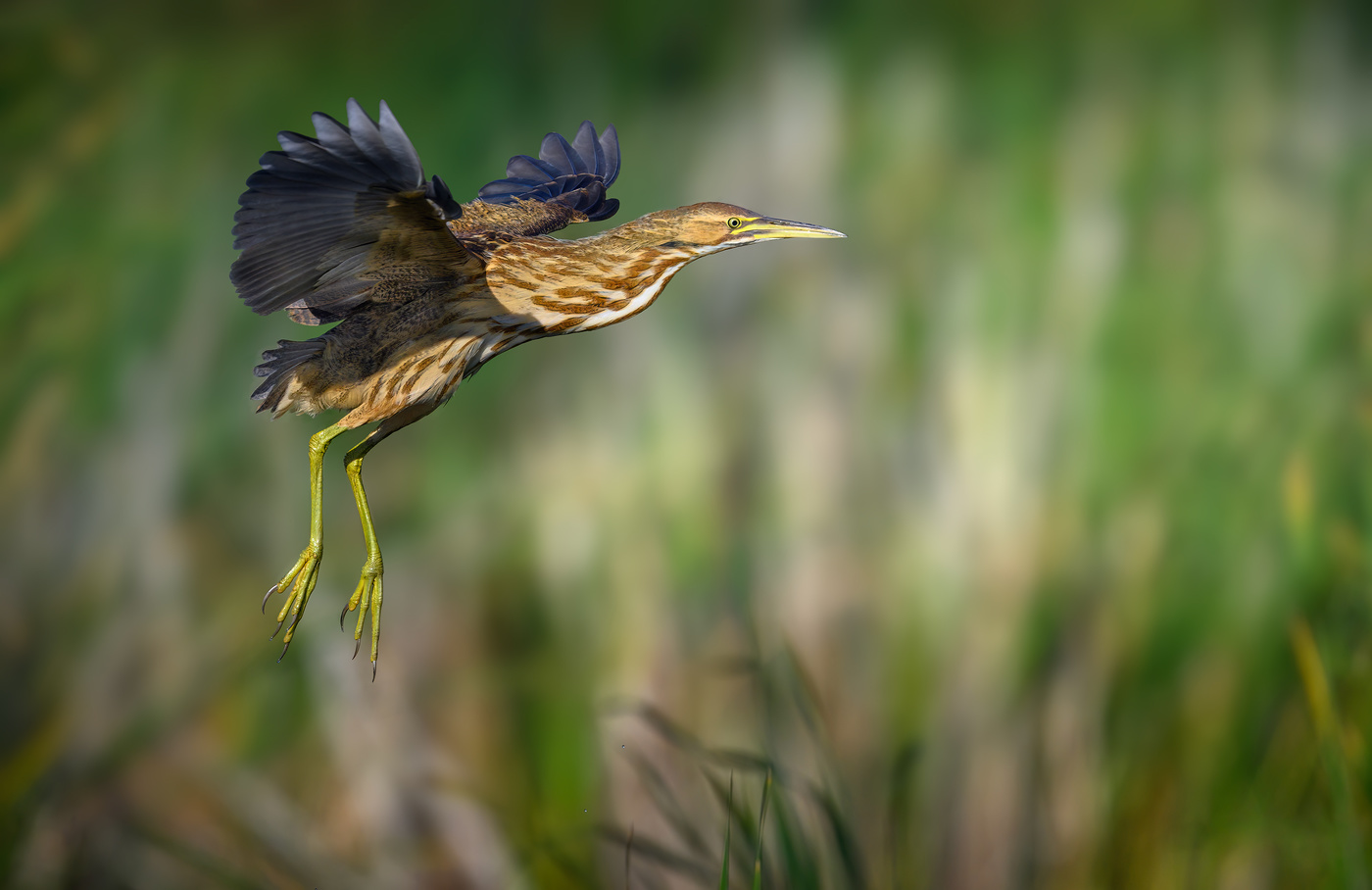 American bittern