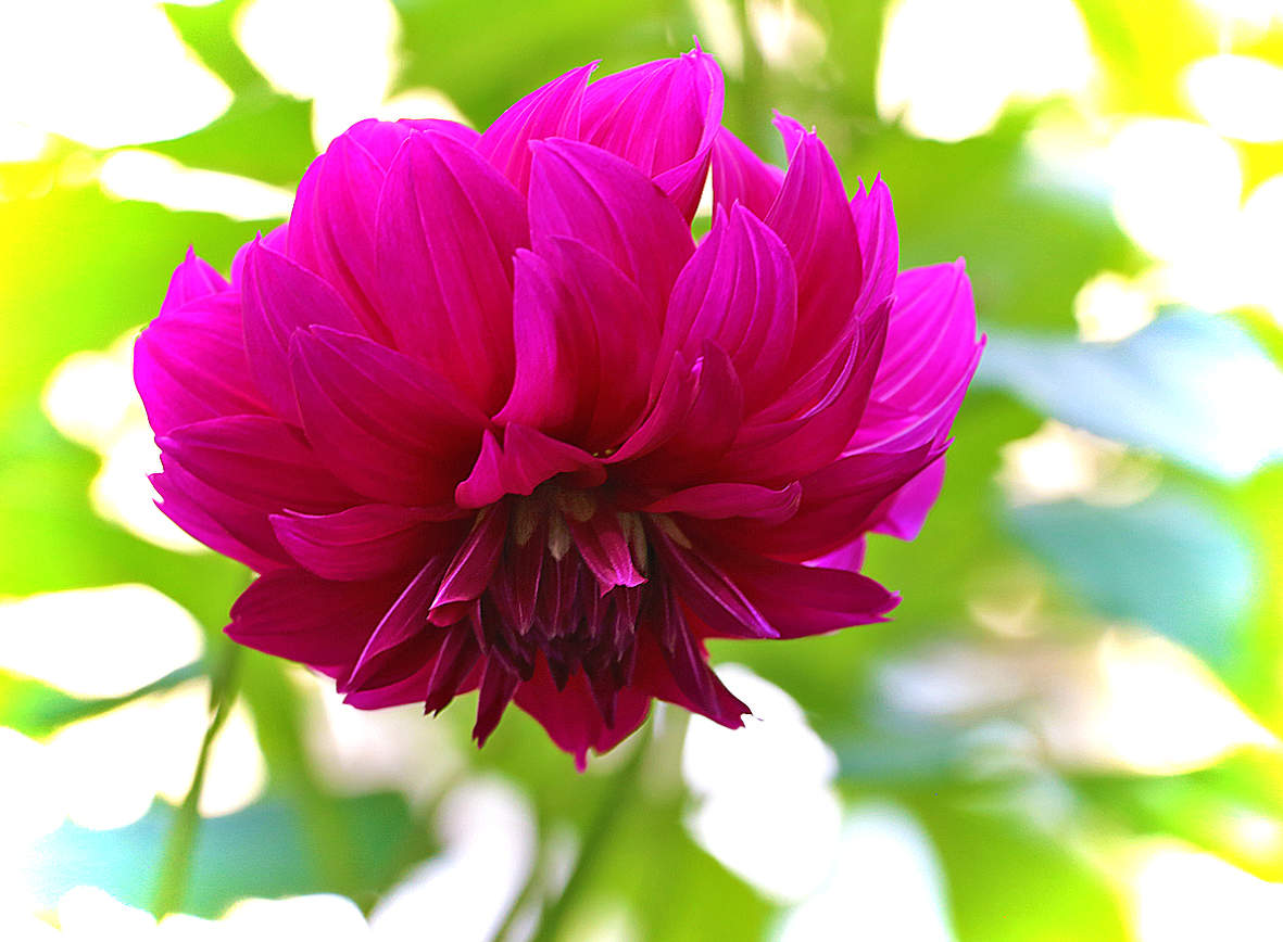 Георгинчик, что невесел, что головушку повесил?..