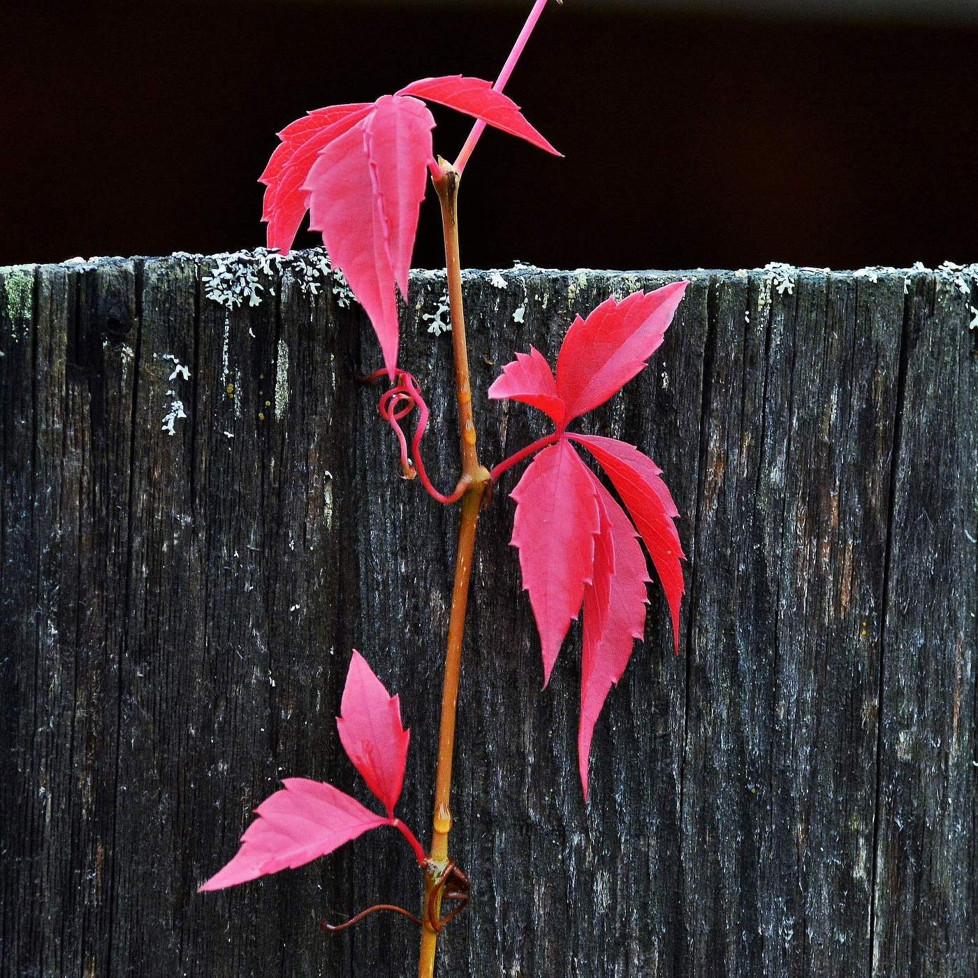 "Вновь невидимою кистью осень выкрасила листья ..."