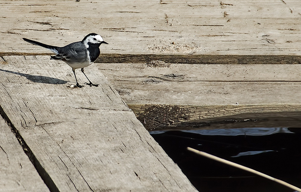 Перелётная птаха.