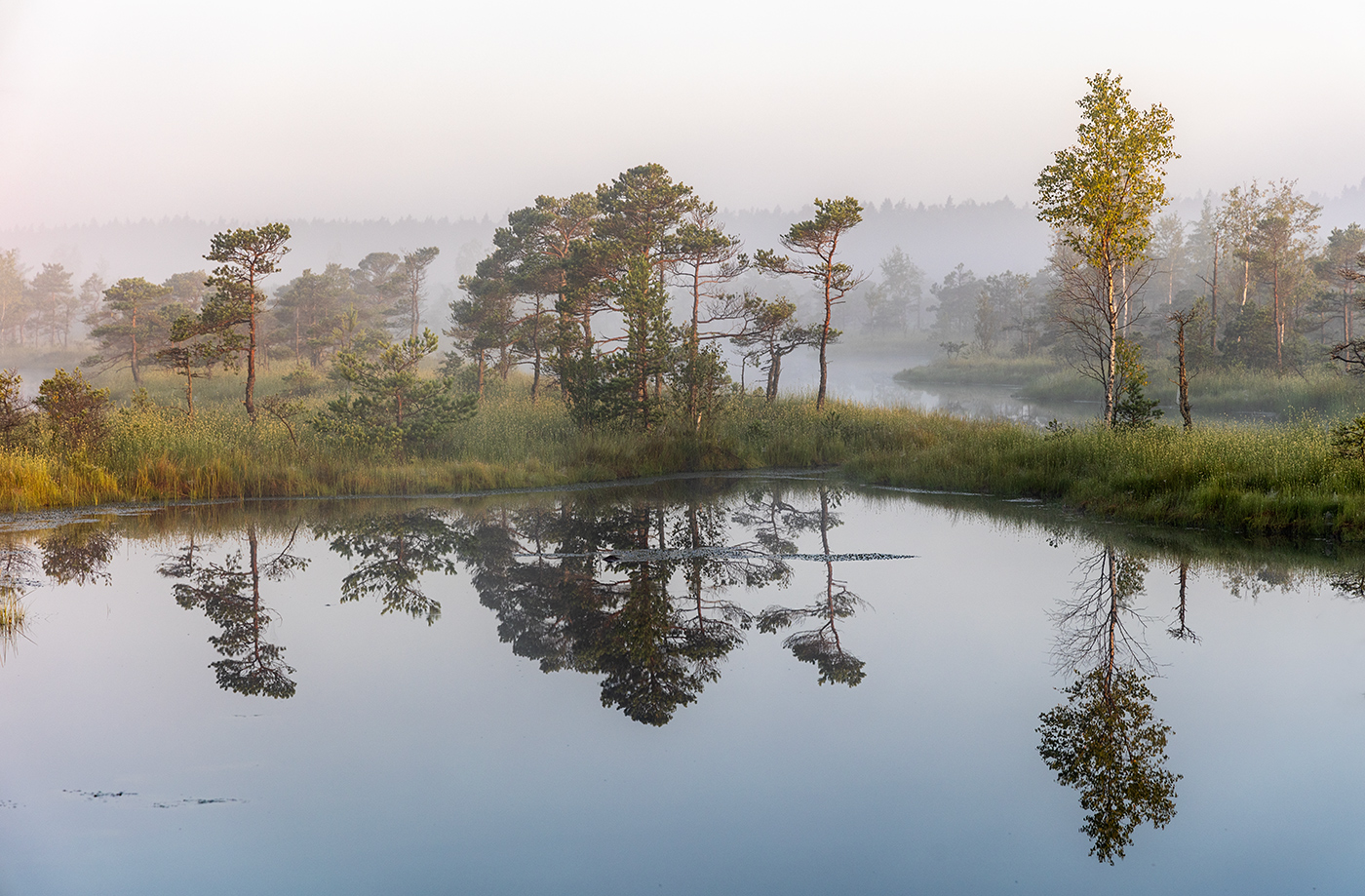 Болотное зеркало