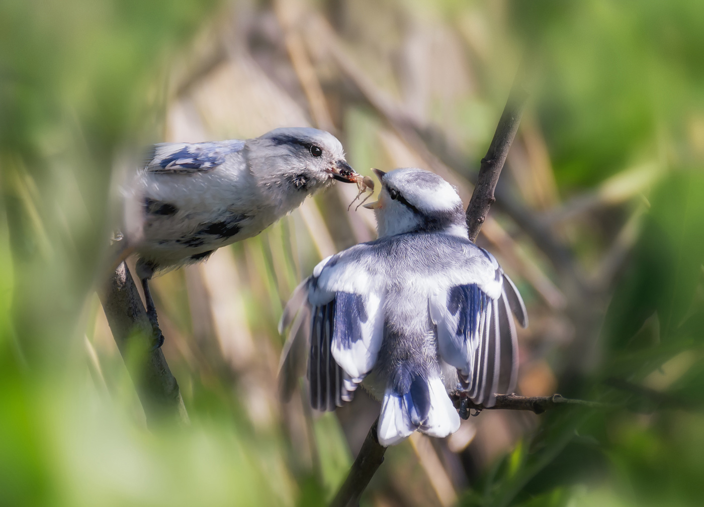 Князёк (белая лазоревка)