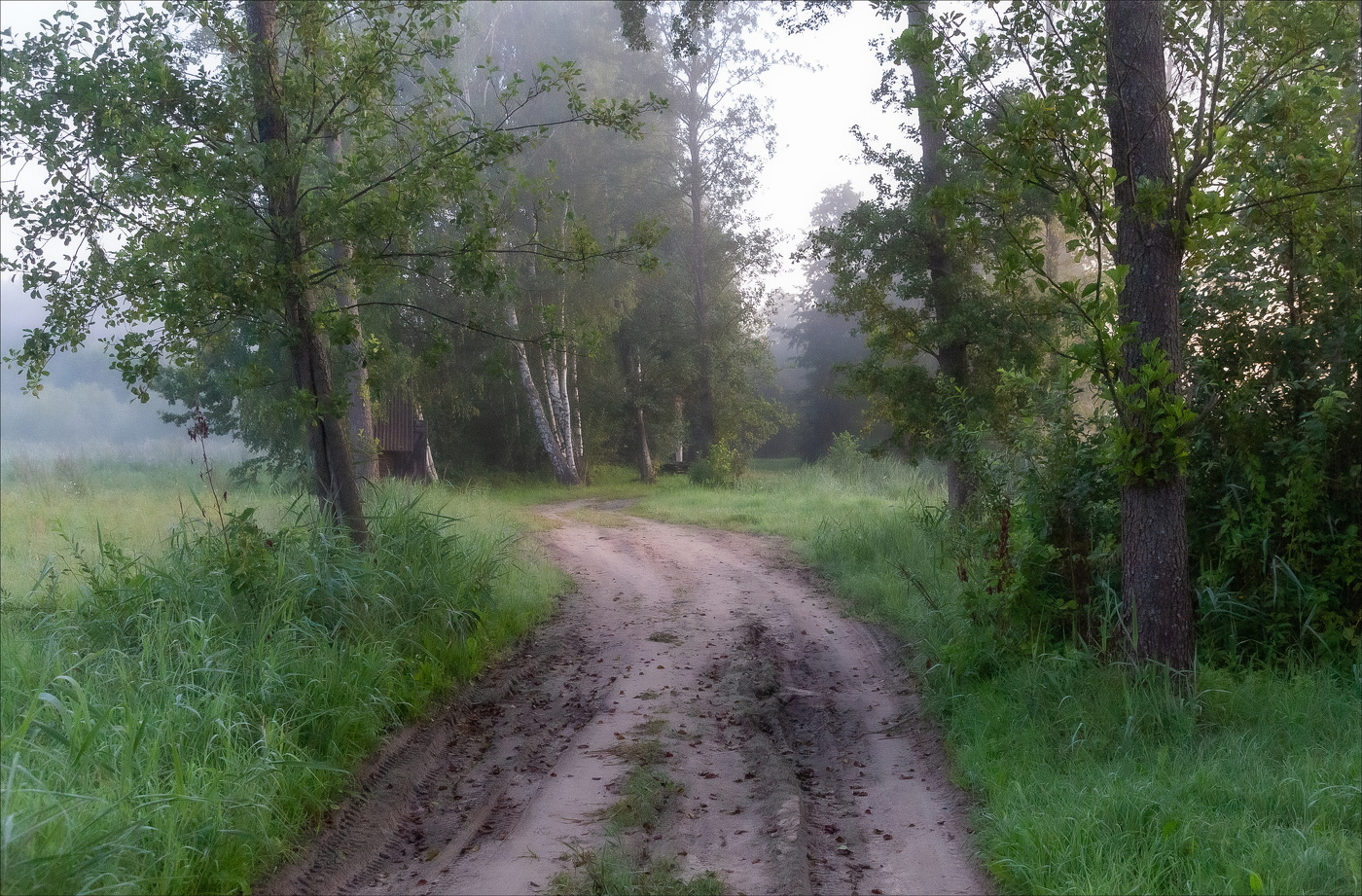 УТРО В ЛЕСУ