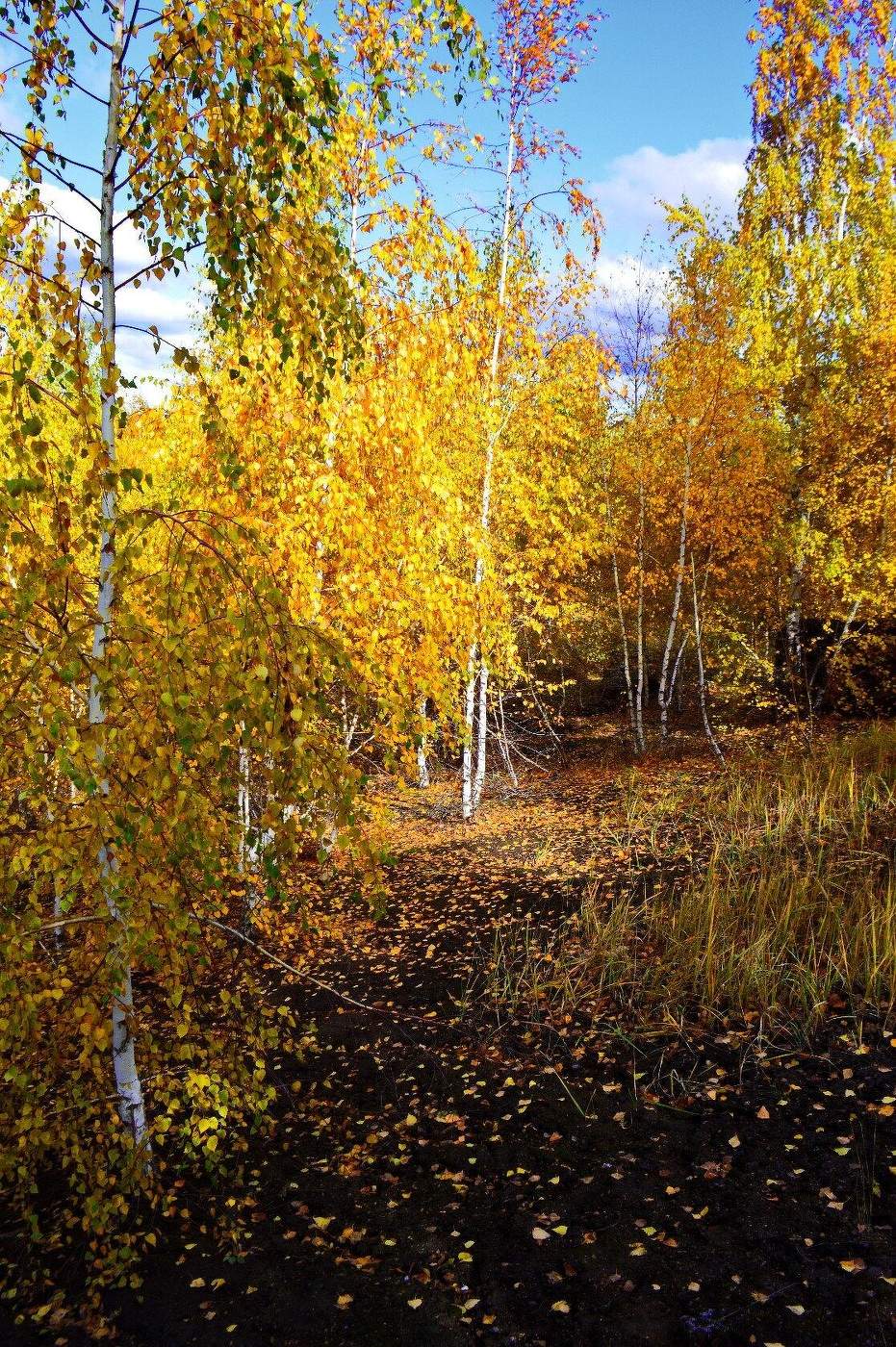 среди берез