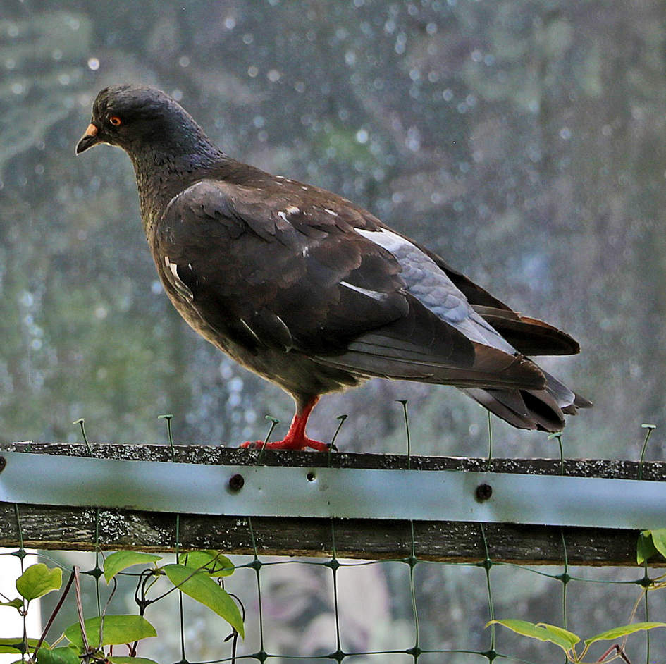 Постучи в моё окно...